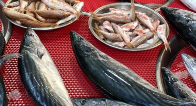 Giresun'da balık fiyatları kaç TL? Palamut ne kadara satılıyor?