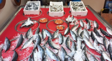 Giresun'da balık fiyatları kaç TL? Palamut ne kadara satılıyor?