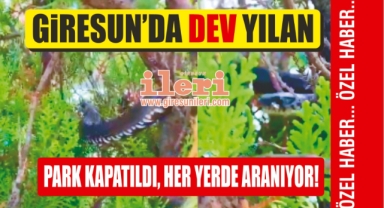Giresun’da dev yılan görüldü! Yakalanması için çalışma başlatıldı