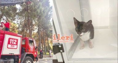 Giresun’da film gibi kedi kurtarma hikayesi! Termal kamera, kurtarma battaniyesi… Yok, yok!