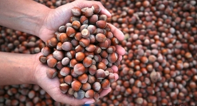 Giresun’da fındık fiyatı ne kadar? Fındık fiyatları serbest piyasada kaç liradan işlem görüyor?