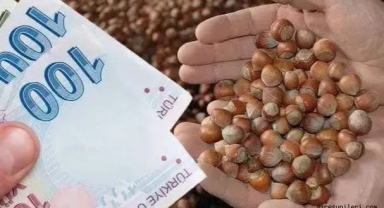 Giresun’da fındık fiyatları sallanıyor! Üreticiler şaşkın!
