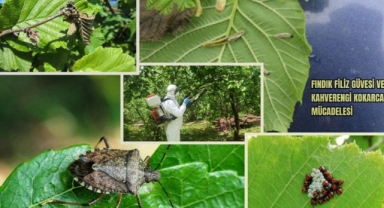 Giresun’da fındık üreticileri dikkat! Fındık filiz güvesi ve kahverengi kokarca ile mücadele süreci başladı