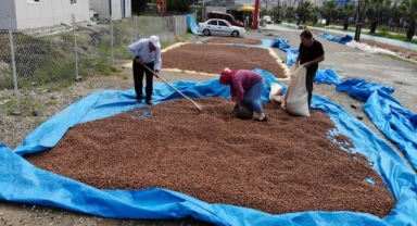Giresun'da fındık üreticileri ne istedi? Hepsinin talebi aynı; Bizi bunlara muhtaç etmeyin