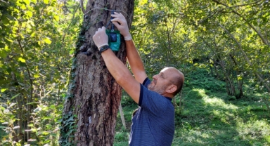 Giresun’da kahverengi kokarca ile mücadelede yeni adım: ‘Cezbet-Öldür’ yöntemi uygulanacak