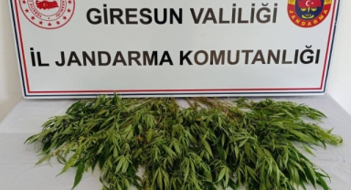 Giresun'da Kenevir Operasyonu: 45 Kök Kenevir Ele Geçirildi!