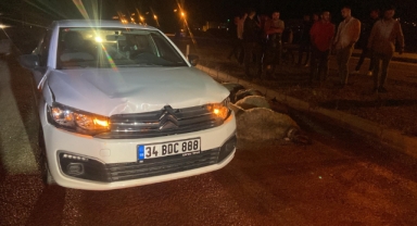 Giresun'da otomobil koyun sürüsüne çarptı: 12 koyun telef oldu
