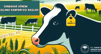 Giresun'da Sonbahar Dönemi Şap Aşılama Kampanyası Başladı