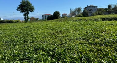 Giresun, Trabzon, Ordu, Artvin ve Rize’de çayda 4. sürgün gözüktü