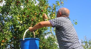 Hünnap hasadı başladı