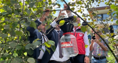 Kahverengi Kokarcaya feromon tuzak: Cezbet-yoket