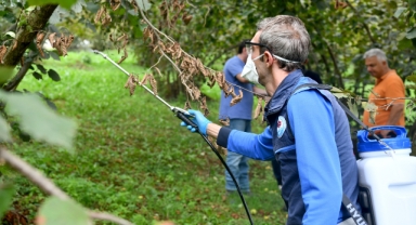 Karadeniz’de kahverengi kokarca ile mücadele sürüyor