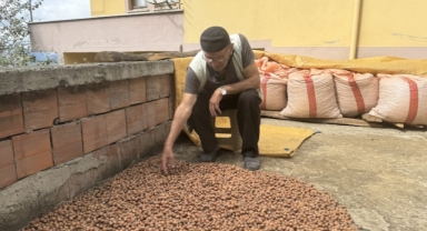 Karadeniz'in ihtiyar delikanlıları topraktan kopamıyorlar