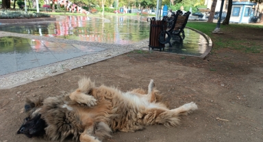 O kentte ilginç şekilde uyuyan köpek dikkat çekti