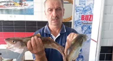 Ordu’da balıkçıların ağına 1,5 kilogramlık dev mezgit takıldı