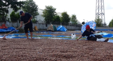 Ordu’da üreticilerin zorlu fındık kurutma mesaisi