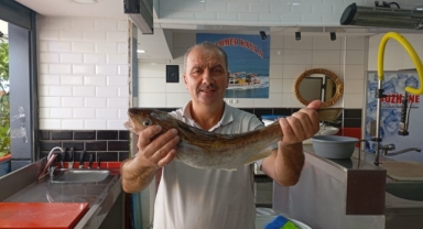 Ordulu balıkçılar tam 1 kilo ağırlığında mezgit yakaladı… Hem boyutu hem fiyatıyla dikkat çekti