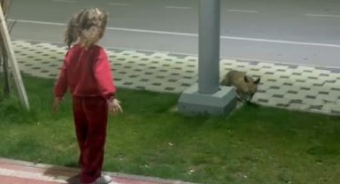 Parkta oynayan çocuğa tilki sürprizi