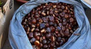 Sinop kestanesi tezgahlarda yerini aldı… Kilosu ne kadara satılıyor?