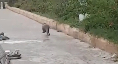 Su samurlarının kavgası kameraya böyle yansıdı