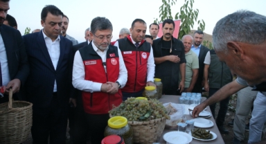 Tarım ve Orman Bakanı Yumaklı, Tokat'ta üzüm hasadı yaptı