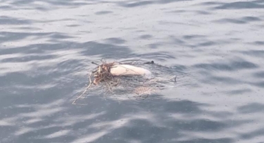 Trabzon'da denizde ceset bulundu