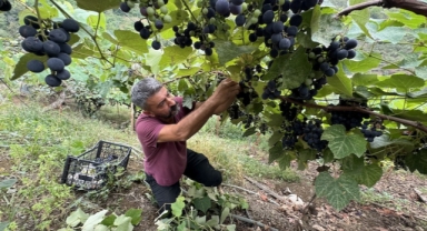 Trabzon'da isabella üzümünün sofralara yolculuğu başladı
