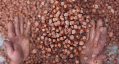 Türkiye’nin 2023-2024 Fındık İhracatında Rekor Artış: 124 Ülkeye 303 Bin Ton Fındık Satıldı