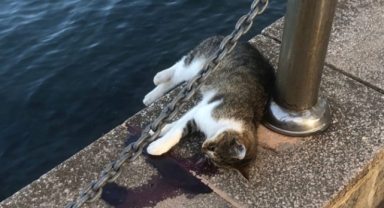 Deniz kenarında kanlar içinde kedi cesedi bulundu! Darp şüphesi araştırılıyor