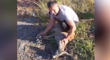 Derede mahsur kalan karaca kurtarıldı