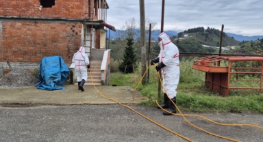 Doğu Karadeniz'in en büyük ilçesinde kahverengi kokarca ile mücadele seferberliği başladı