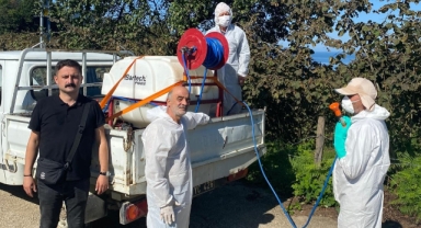 Espiye'de kahverengi kokarca ile mücadele sürüyor