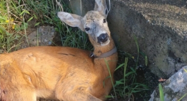 Eynesil'de köpeklerin saldırısından kurtarılan yaralı ceylan tedavi altına alındı