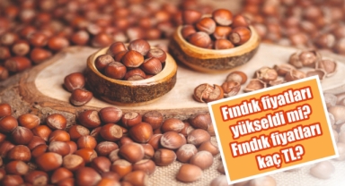 Fındık fiyatları yükselişini sürdürüyor… Fındık fiyatları kaç TL?