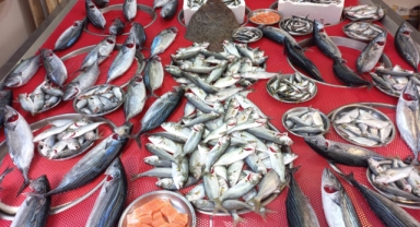 Giresun'da balık fiyatları kaç TL? Palamut ne kadara satılıyor?
