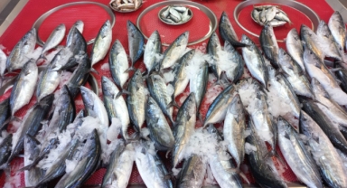 Giresun'da balık fiyatları kaç TL? Palamut ne kadara satılıyor?