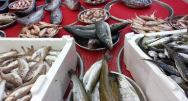 Giresun'da balık fiyatları kaç TL? Palamut ne kadara satılıyor?