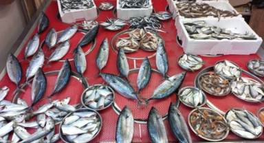 Giresun'da balık fiyatları ne kadar? Palamut ve hamsi kaç TL'ye satılıyor?