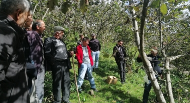 Giresun’da fındık üreticilerine budama eğitimi verildi
