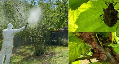 Giresun’da Kahverengi Kokarca ile Mücadele Takvimi Açıklandı