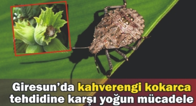 Giresun'da Kahverengi Kokarca Zararlısına Karşı Yoğun Mücadele Başlatıldı