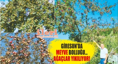 Giresun’da meyve bolluğu… Ağaçlar yıkılıyor!