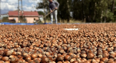 Giresun, Ordu, Düzce, Bolu ve Sakarya'da Ağustos 2024'te Gerçekleşen Fındık Satış Verileri Açıklandı