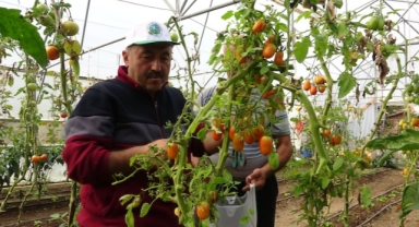 Giresun’un o beldesinde örnek tarım projesi: Modern seralarda üretim artıyor