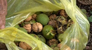Giresun’un tescilli Şebin cevizinde hasat başladı