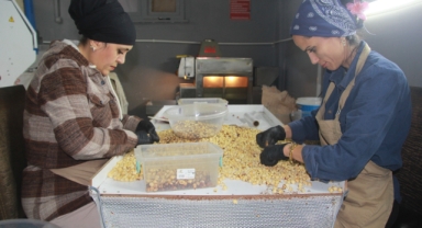 Hasadı biten fındıkta kırma ve kavurma dönemi başladı