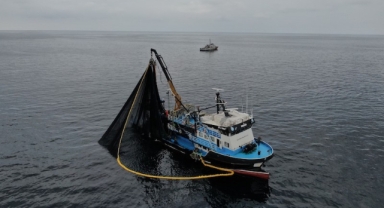 Karadeniz sularında bol şekilde palamut avlayan balıkçılar hamsiden gelecek sevindirici haberi bekliyor