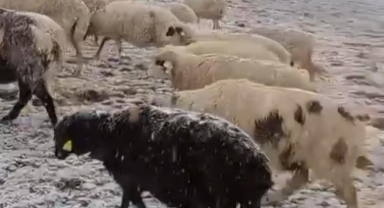 Koyunlar yaylada kar altında kaldı!