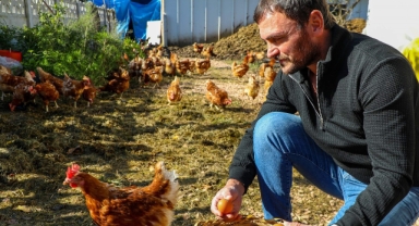 Ordu'da yılda 45 milyon yumurta üretiliyor