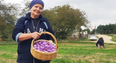 Serin hava ‘dünyanın en pahalı baharatı'nda çiçeklenmeyi artırdı